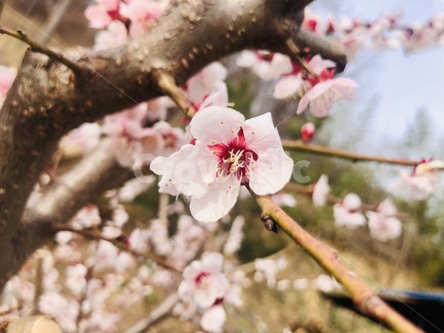 매화,식물,plant,flower,꽃