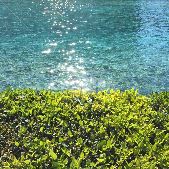 nature,자연,outdoors,옥외,물,풀,식물,water