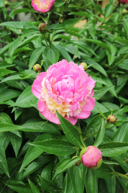 장미,장미꽃,꽃,모란,분홍색,핑크,pink,flower,blossom,plant,rose,pinkrose,분홍장미,vintage,hotpink,핫핑크,beatiful,모란꽃,분홍꽃,분홍색꽃,식물원