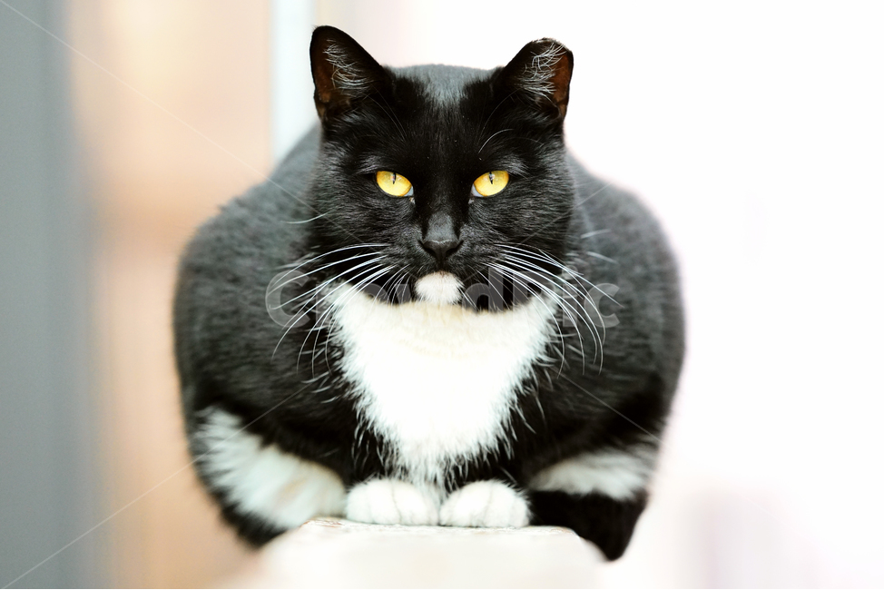 고양이,길고양이,길냥이,야옹이,냐옹이,냥냥이,반려묘,애완묘,반려동물,애완동물,야생동물,펫,캣,mammal,animal,pet,cat,동물,animal,포유류,mammal,고양이,cat,kitten,kitty