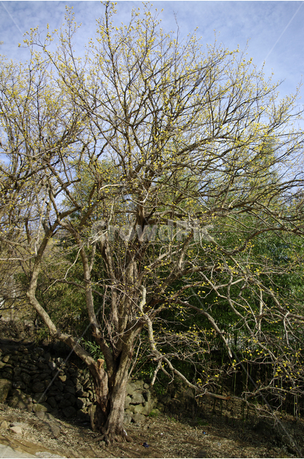 산수유,봄,봄날,봄풍경,봄꽃,감성,spring,flower,봄길,산책,봄나들이,식물,꽃,초록,언덕,나무,봄,계절,spring,season,식물,자연,plants,nature,나무,trees,wood,tree,plant,tree trunk,나무 줄기