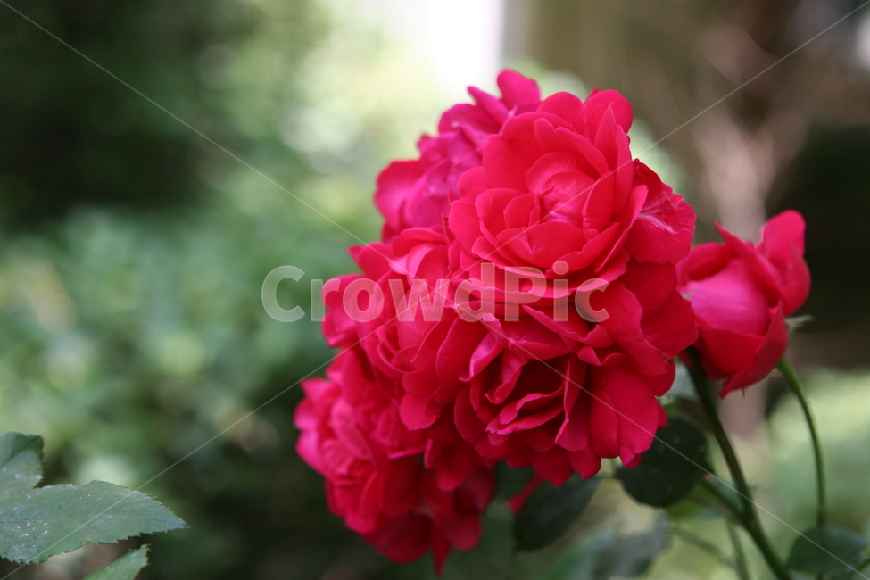 장미,rose,식물,plant,꽃,flower,제라늄,geranium,blossom,식물,자연,plants,nature,꽃,flower