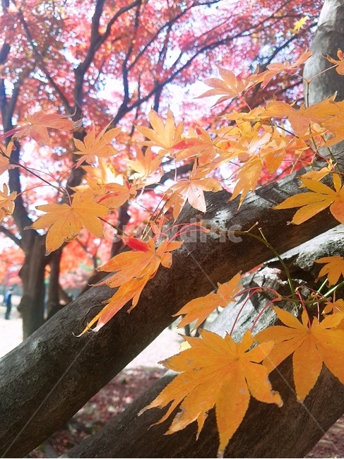단풍,잎,나무,식물,노란단풍잎,가을,계절,fall,autumn,season