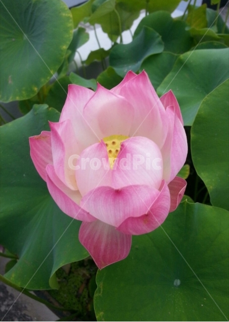 연꽃,식물,꽃,plants,flower,lotus,연잎,lotusleaf,식물,자연,plants,nature,꽃,flower