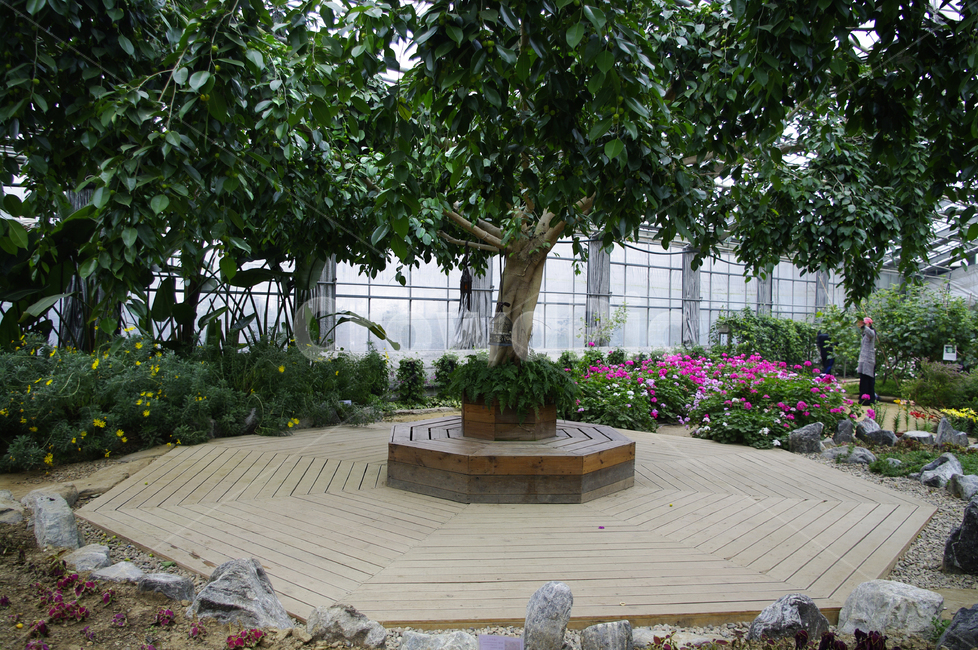 나무,온실,식물,원목,wood,식물,자연,plants,nature,나무,trees,wood