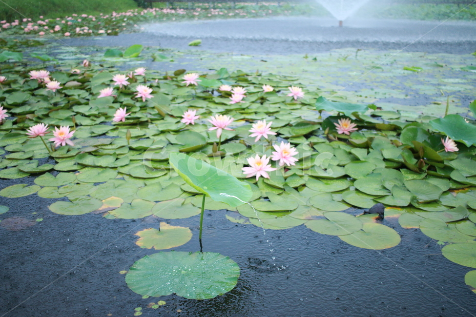 우중출사,장마,비방울,수련,물방울,반동,진동,식물,자연,plants,nature,꽃,flower,비,비오는날,rain,rainy