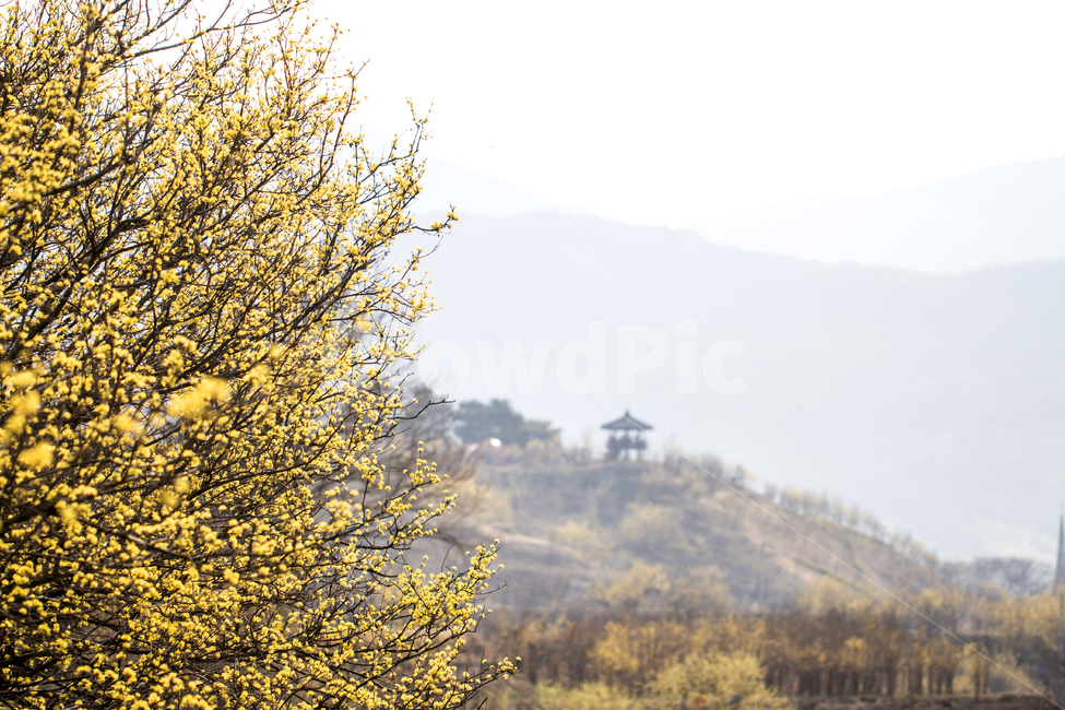산수유,봄,나들이,배경,계절,꽃,자연,식물,한국,봄,계절,spring,season,자연,풍경,nature,landscape,tree,나무,plant
