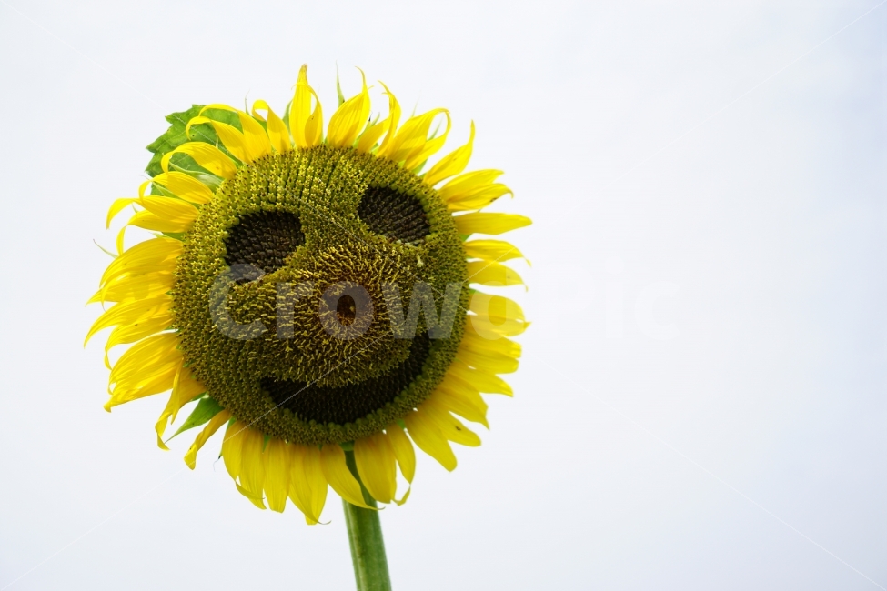 해바라기,꽃,플라워,식물,자연,여름,웃음,기쁨,행복,즐거운,즐거움,즐겁다,미소,감정,flower,nature,summer,happy,하늘,얼굴,표정,표현,기쁘다,기쁜,웃다,웃는표정,행복한,행복하다,행복함,기분,신나다,신나는,신남,해맑은,밝은미소,밝은표정,감성사진,힐링사진,감성,힐링,스마일,smile,해바라기꽃,컨셉,콘셉,concept,식물,자연,plants,nature,꽃,flower,감정표현,기분,feeling,emotion