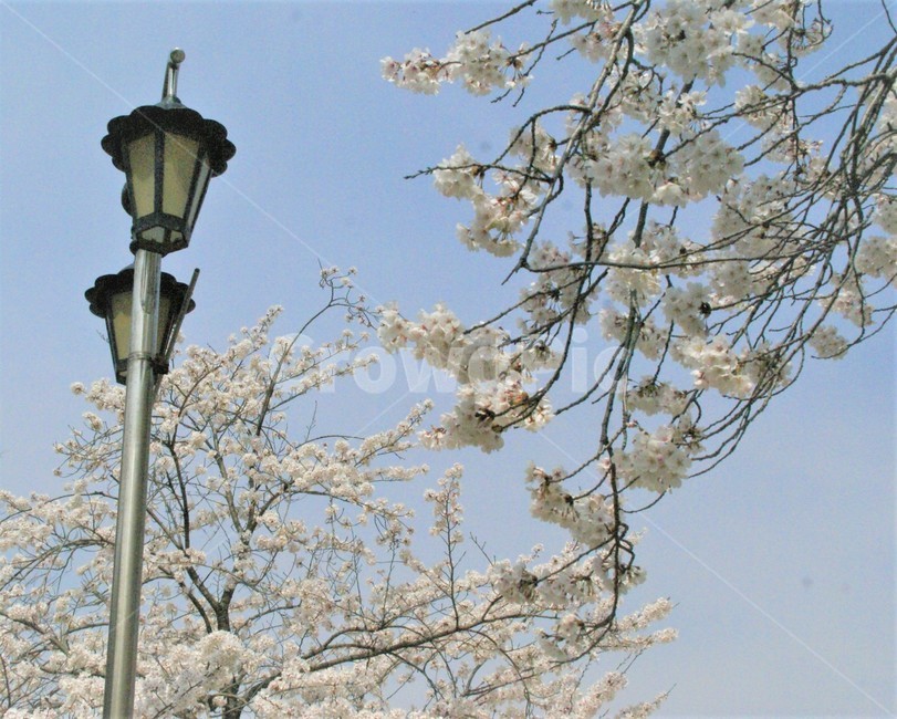 가로등,flower,벚꽃,봄,자연,분위기있는,감성적,감성사진,분위기
