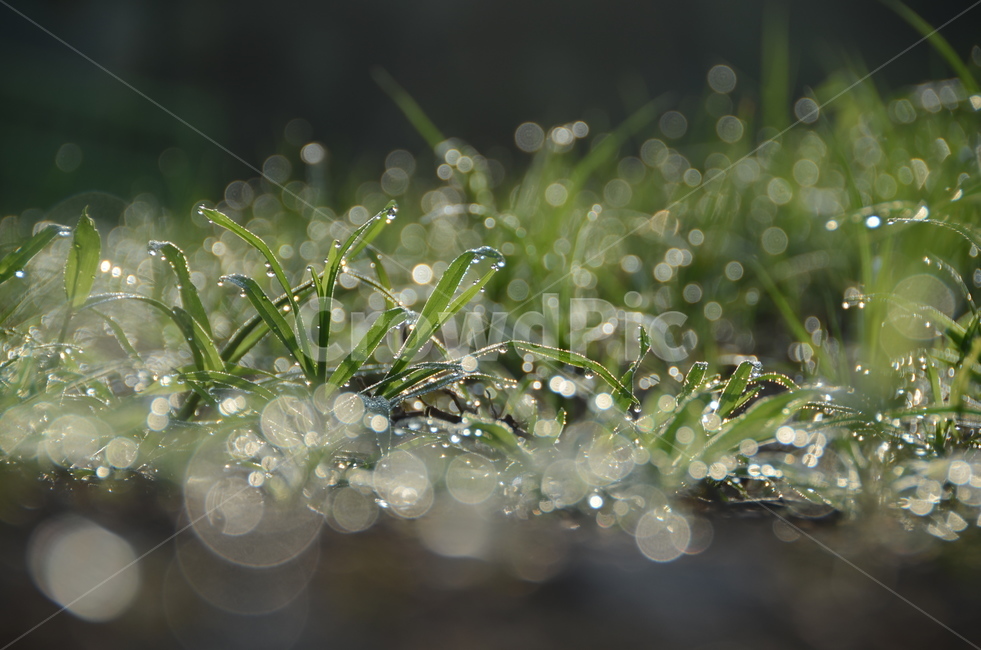 작은물방울,식물,이슬,아침,보케,식물,자연,plants,nature