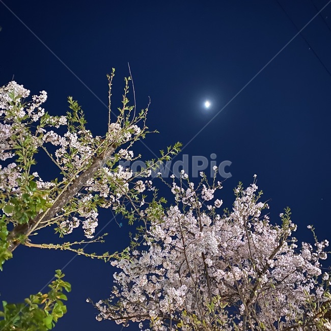 blossom,꽃,flower,벚꽃,봄밤