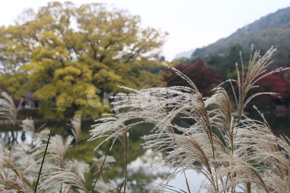 갈대,나무,가을,단풍,fall,식물,plant,식물,자연,plants,nature