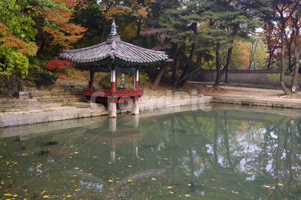 창덕궁,창덕궁후원,애련지,애련정,고궁,건축,전통건축,traditional,전통,가을,fall,나무,식물,plant,단풍,가을,계절,fall,autumn,season,한국전통,한국문화,korean traditional,korean culture,건축물,건물외관,exterior,building,structure,architecture,construction