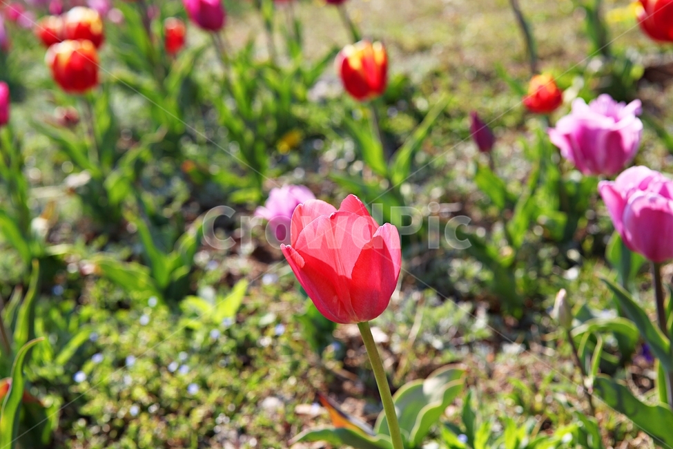튤립,꽃,꽃잎,봄꽃,봄,공원,식물,자연