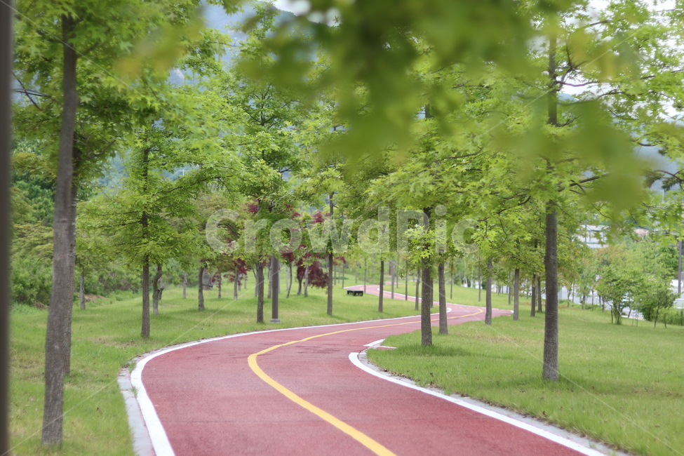플라타너스,연두,가로수,봄,흐림,자연,풍경,nature,landscape,한국자연풍경,한국자연경관,korea nature landscape,road,도로,asphalt,아스팔트