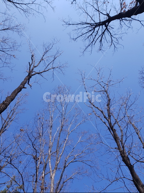 나무,하늘,산,등산,파란,가지,봄,tree,plant,treetrunk,나무줄기