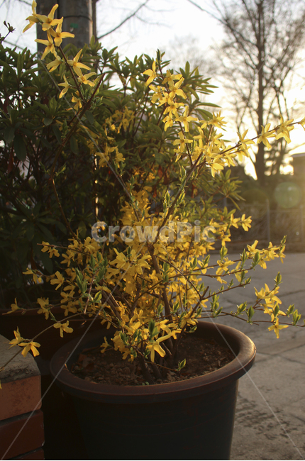 plant,식물,leaf,잎,spring,봄,yellow,노란,flower,blossom,꽃,yellowflower,노란꽃,개나리,화분,pottedplant