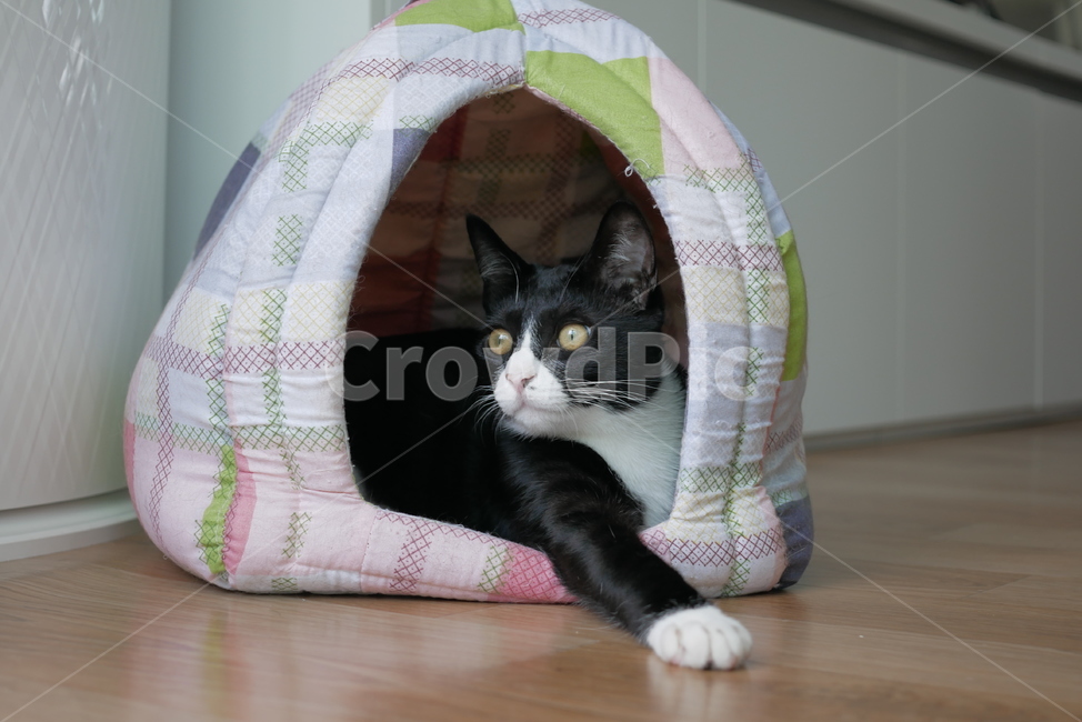 고양이,개냥이,애교,호기심,표정,얼굴,동물,귀여운