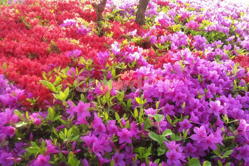 철쭉,smilerosebay,진달래과,식물,봄꽃,개꽃나무,관상용