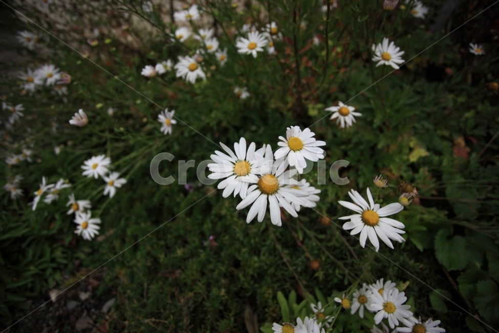 꽃,들꽃,자연,풍경,flower,식물,자연,plants,nature,꽃,flower