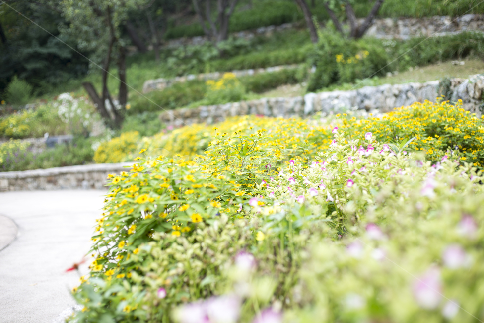 꽃,플라워,flower,꽃말,야생화,꽃밭,공원,파크,숲,색깔,컬러,color,forest,park,자연,풍경,nature,landscape,식물,plants,꽃,flower,plant,outdoors,옥외,grassland,목초지,field,들