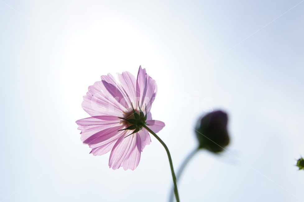 들판,가을,코스모스,햇빛,꽃,가을,계절,fall,autumn,season,식물,자연,plants,nature,꽃,flower,plant,blossom,daisy,데이지,daisies