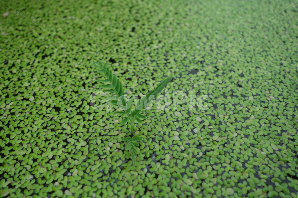 개구리밥,식물,녹색,자연,수생식물,식물,자연,plants,nature