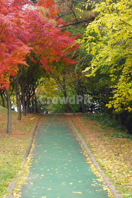 낙엽,단풍,maple,식물,나뭇잎,나무,가을,계절,fall,autumn,season,자연,풍경,nature,landscape,tree,plant