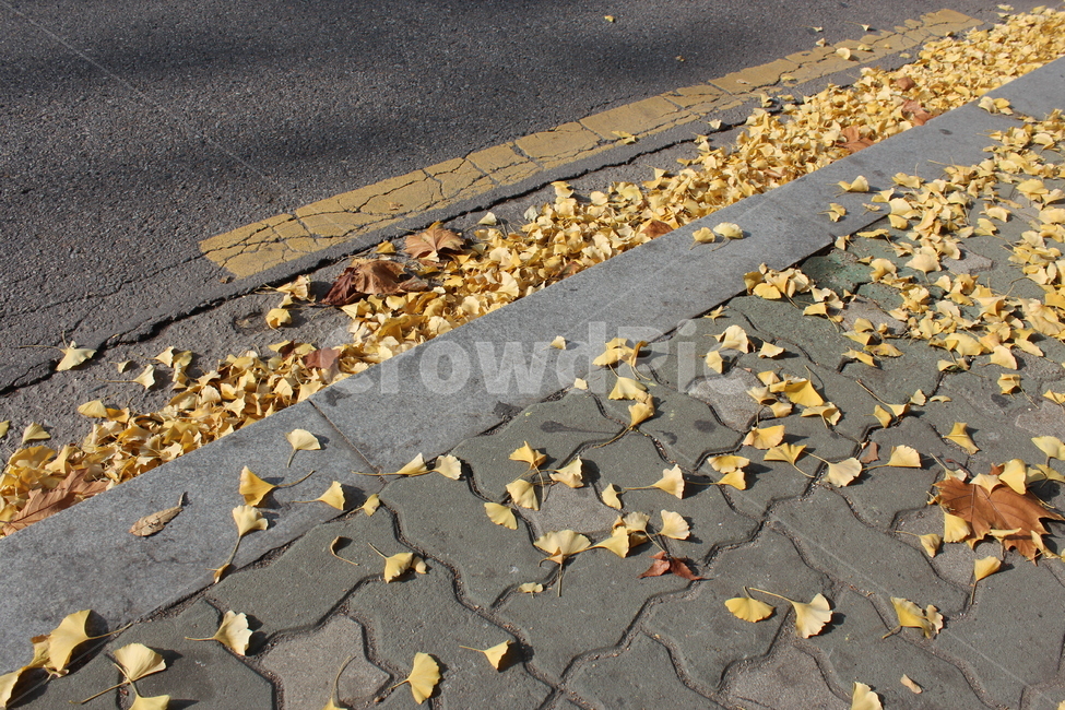 낙엽,가을,길,감성,fall