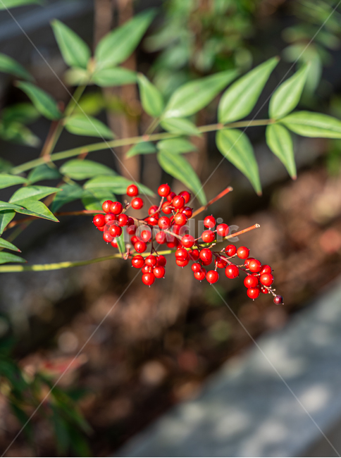 plant,식물,봄,산책,열매