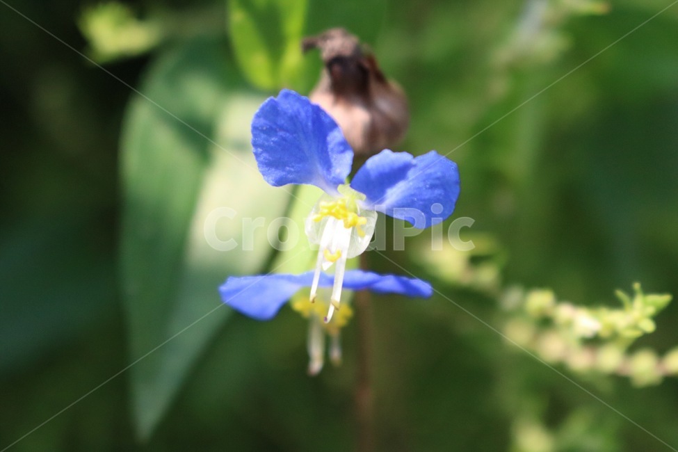 꽃,노랑,초록,자연,길,식물,flower,hana,yellow,kiiro,green,midori,nature,road,michi,plants,shokubutsu,파랑,blue,ao,햇빛,sunlight,hizashi,그림자,shadow,kage,식물,자연,plants,nature,꽃,flower