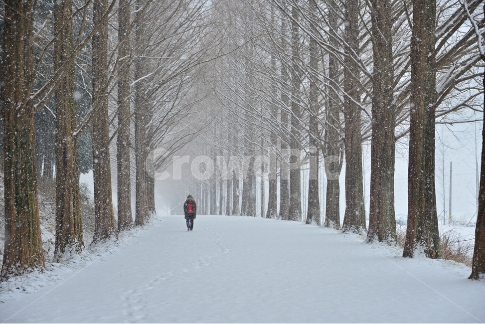 nature,자연,outdoors,옥외,snow,눈,blizzard,눈보라,storm,폭풍,winter,겨울,person,사람,human,인간,담양,메타길,메타스콰이어길,메타길설경,설경,겨울,계절,winter,season,자연,풍경,nature,landscape