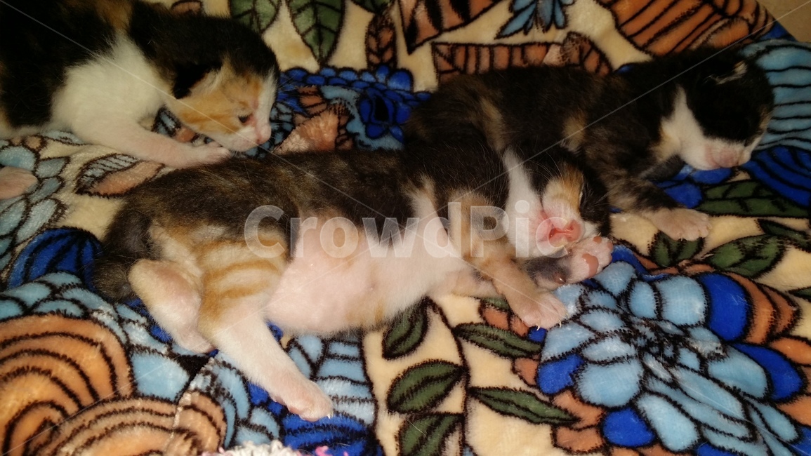 고양이,아기고양이,고양이가족,cat,자는모습,동물,animal,포유류,mammal,고양이,cat,kitten,kitty