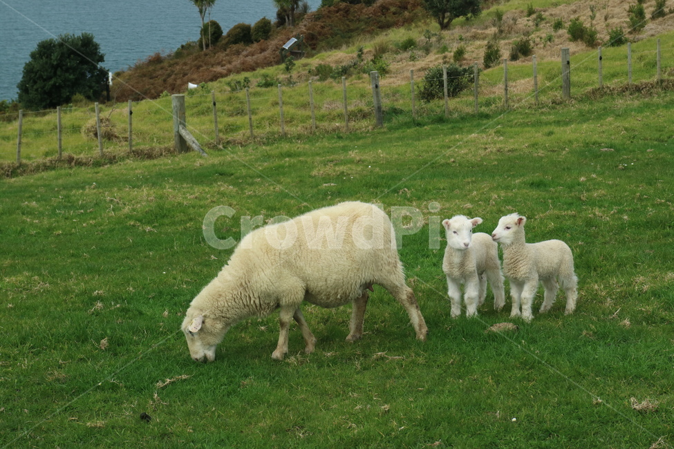 양,sheep,동물,animal,동물가족,동물,animal,포유류,mammal,목축업,목장,livestock farming,ranching,pasture