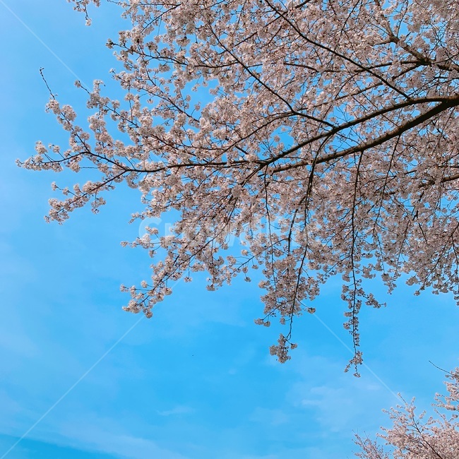 cherryblossom,벚꽃,꽃,flower,식물,하늘,sky,봄,spring
