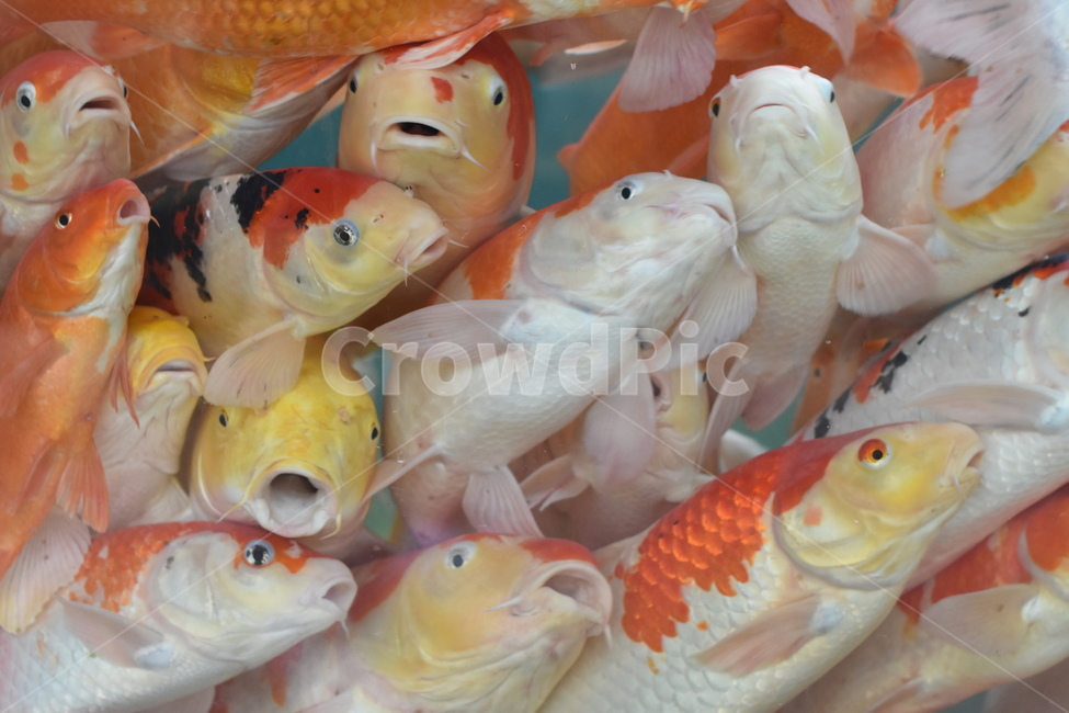 잉어,물고기,비단잉어,알록달록,동물,어류,연못,자연,동물,animal,어류,물고기,fish