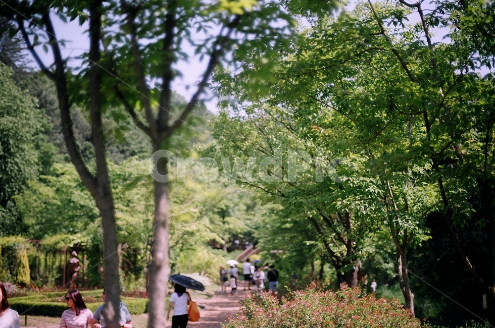 수목원,자연,nature,풍경,landscape,film,필름사진