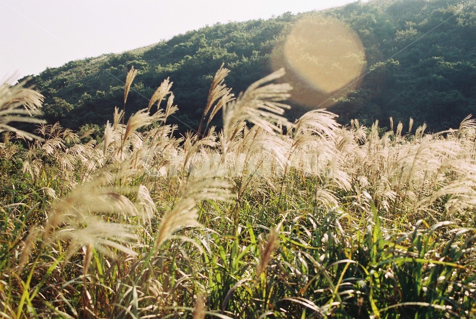 제주도,가을제주,억새풀,오름,가을감성,필름사진,가을,계절,fall,autumn,season,자연,풍경,nature,landscape,감성,sensible,feeling,휴식,힐링,rest,relaxation,healing,grass,잔디,plant,식물,lawn