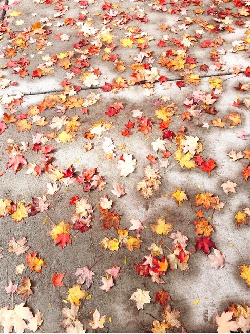 가을,낙엽,단풍,보도,인도,빨강,주황,노랑,자연,나뭇잎,알록달록,가을,계절,fall,autumn,season,leaf,잎,plant,식물,flower,꽃,blossom,petal,꽃잎