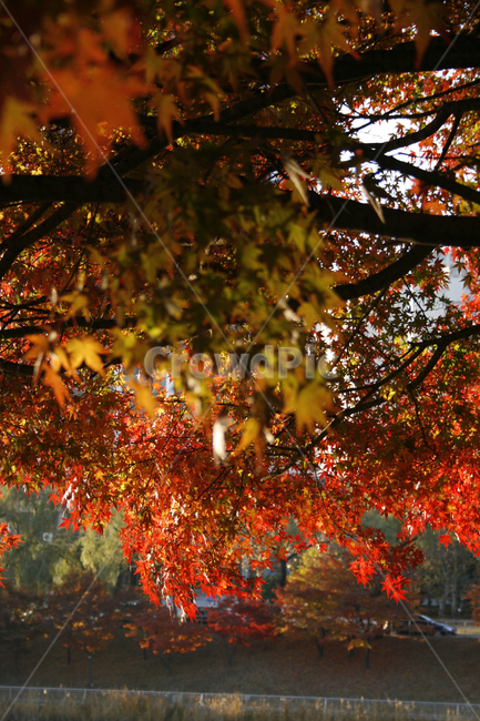 가을,단풍,풍경,나무,잎,가을,계절,fall,autumn,season,leaf,plant,식물,tree,maple