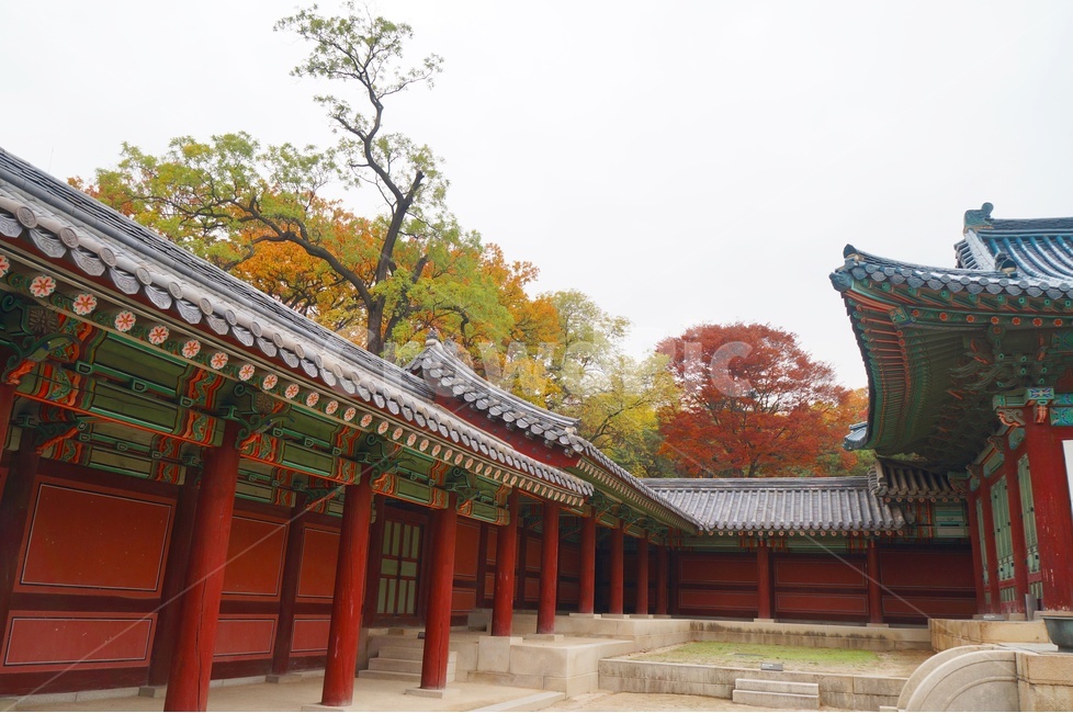 가을,단풍,고궁,창경궁,낙엽,기와,가을산책,고궁의가을,가을,계절,fall,autumn,season,한국전통,한국문화,korean traditional,korean culture,랜드마크,landmark,tourist attraction,한국랜드마크,한국관광지,한국명소,korea landmark,korea tourist attraction,건축물,건물외관,exterior,building,structure,architecture,construction,건물,worship,예배,temple,신전