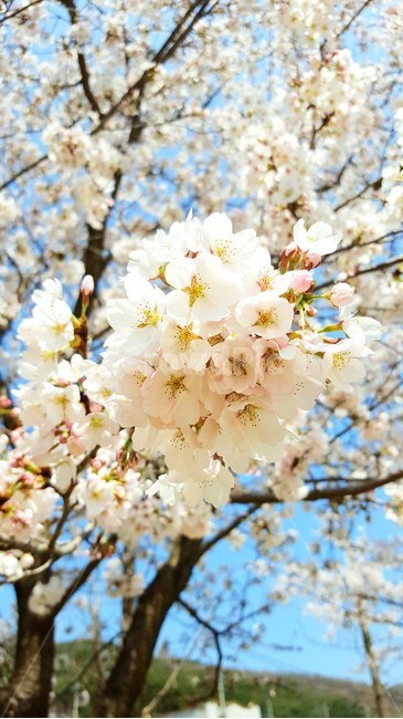 벚꽃,꽃,벚나무,나무,봄,식물,꽃나무,식물,자연,plants,nature,꽃,flower