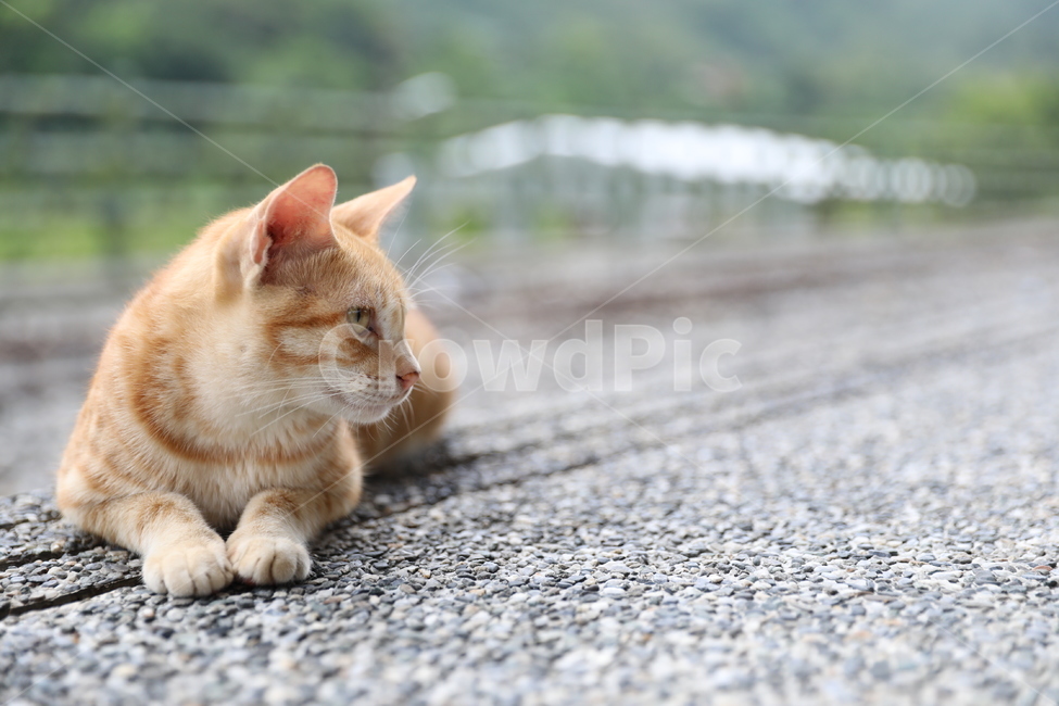 고양이,길고양이,냥이,동물,귀여운고양이,사색,고민중,응시,cat,straycat,kitty,kitten,동물,animal,포유류,mammal,고양이,cat,kitten,kitty