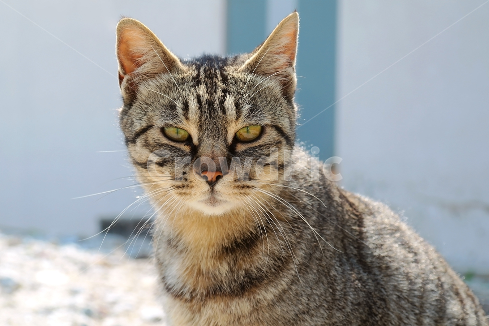 고양이,길고양이,길냥이,야옹이,냐옹이,냥냥이,반려묘,애완묘,반려동물,애완동물,야생동물,펫,캣,아비시니안,동물,포유류,abyssinian,mammal,cat,animal,동물,animal,포유류,mammal,고양이,cat,kitten,kitty
