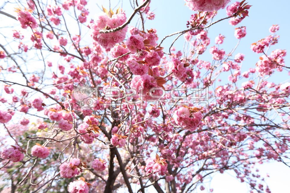 spring flowers,Double cherry blossoms,Cherry Blossom,Spring news,cherryblossom,flower