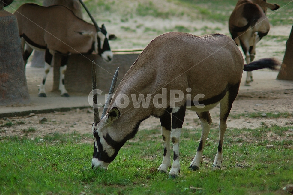 동물,animal,자연,nature,동물원,포유류,영양,동물,animal,포유류,mammal