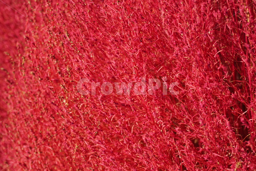 plant,blossom,꽃,가을,flower,핑크뮬리,식물,자연,plants,nature