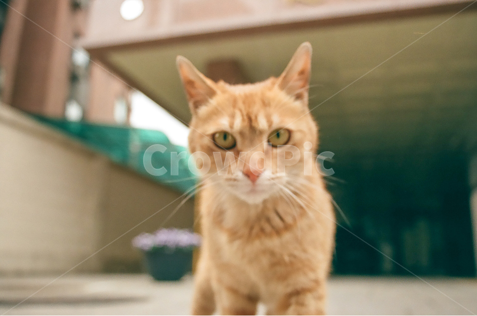 고양이,cat,길고양이,동물,animals,냐옹이