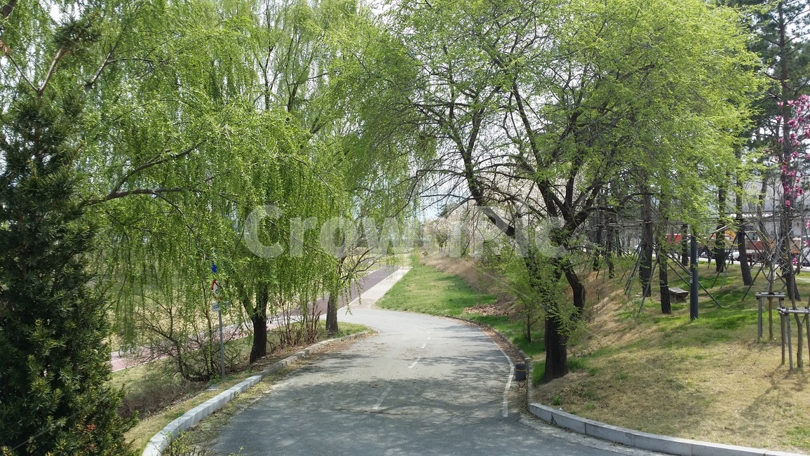 수양버들,산책로,나무,초록색,오솔길,trees,green,path,road,나무가지,도로,산책,길