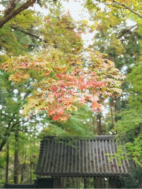 단풍,일본단풍,절,일본풍경,일본